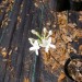 Swamp Azalea